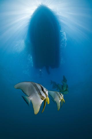 Batfish Boat Ladder