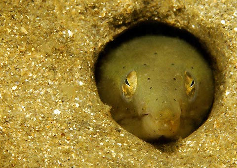 Snake Eel