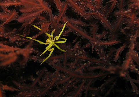 Sea spider