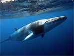 Balaenoptera