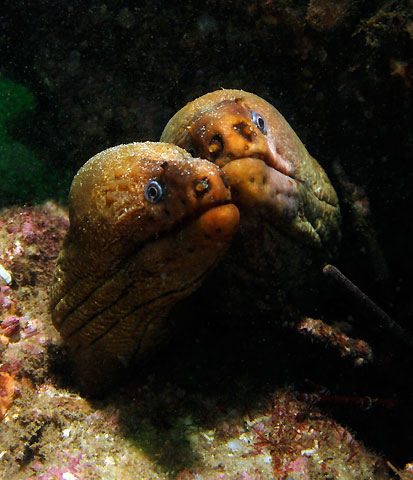 Moray eels