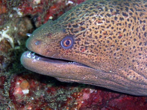 Giant Moray