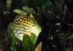 Pygmy Leatherjacket