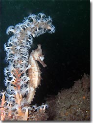 Seahorse, Bare Island, 
Sydney, Australia