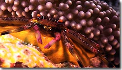 A small crab peeking out from underneath some coral, Banda,Indonesia