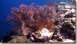 Robust Ghostpipefish', Banda,Indonesia