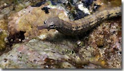 Pipefish, Banda,Indonesia