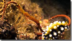 Robust Ghostpipefish', Banda,Indonesia