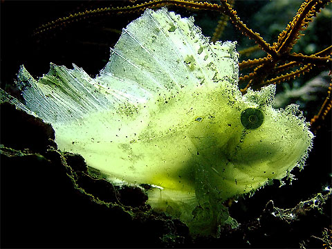 Jun Tagama with Gotcha Translucent at Marinduque, Philippines.