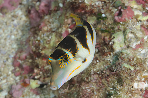 Canthigaster coronata