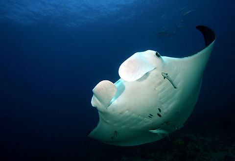 Manta