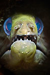 Moray Eel