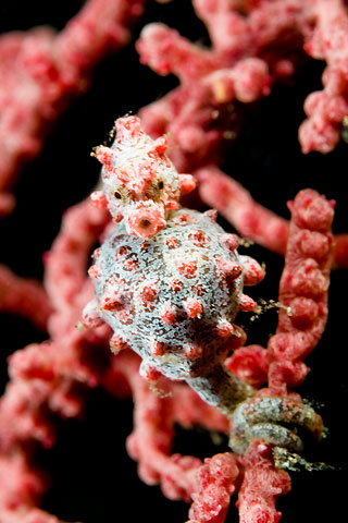 Pygmy Seahorse