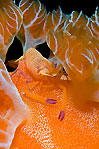 Emperor Shrimp on Spanish Dancer