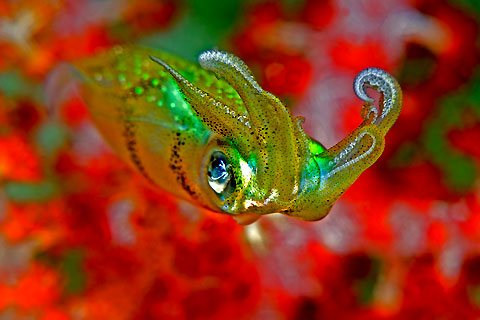 Goos van der Heide with an amazingly coloured Juvenile Squid from Komodo, Indonesia