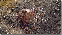 Blue-ringed Octopus, Zen resort, Bali,Indonesia