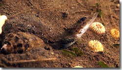 A cone shell holding on to its prey, Bali,Indonesia