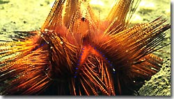 A fire urchin showing its true colours, Bali,Indonesia