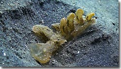 A nudibranch trailing across the sand, Zen resort, Bali,Indonesia