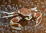 Porcelain Crab