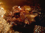 Scorpionfish