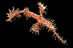 Harlequin Ghostpipefish