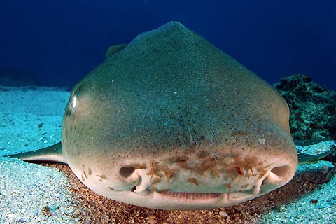 Leopard Shark