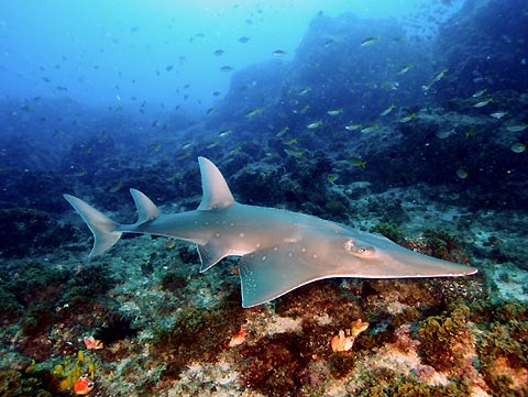 Guitarfish 