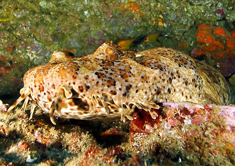 Wobbegong