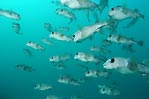 Pufferfish schooling