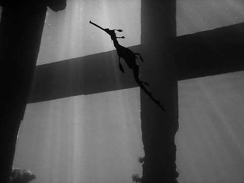 Seadragon Silhouette