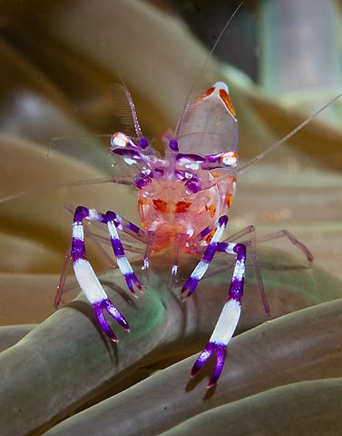 Anemone Shrimp