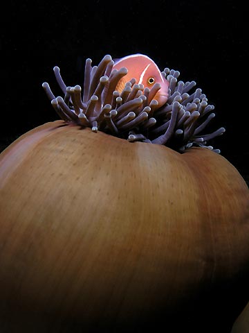 Anemone Ball