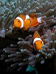 Clownfish