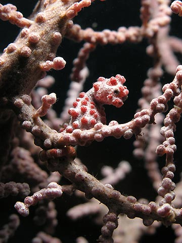 Pygmy Seahorse