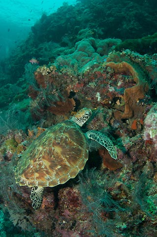 Sipidan Green Turtle