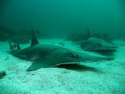 Shovelnose Ray