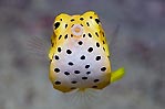 Yellow Boxfish