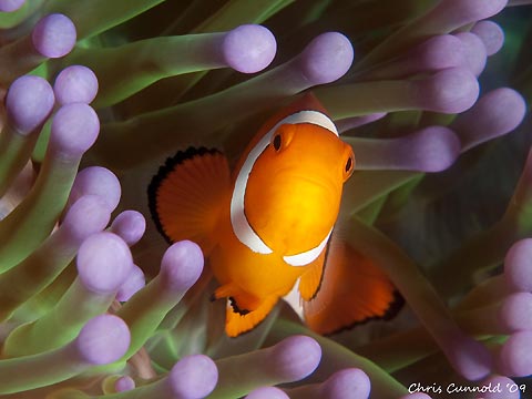 False Clown Anemonefish