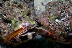 Fighting Scorpionfish