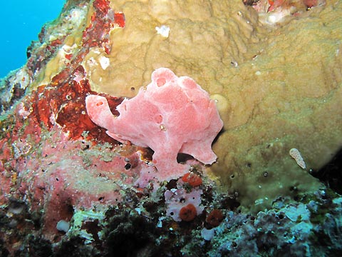 Pink Frogfish