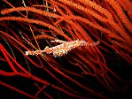 Harlequin Ghostpipefish