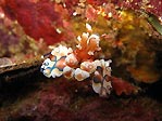 Harlequin Shrimp