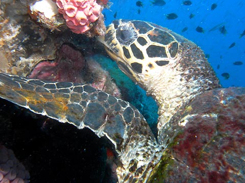 Hawksbill Turtle