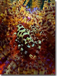 Coleman's Shrimp on a fire urchin, Tulamben, Bali, Indonesia 