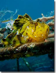 Leaf SCorpionfish, Tulamben, Bali, Indonesia 