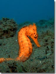 Harlequin Ghostpipefish found at the wreck of The Liberty, Tulamben, Bali, Indonesia 