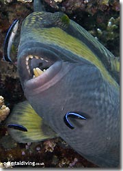 Specialised teeth of a Titan Triggerfish.