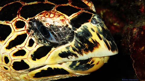 Close up of a turtle