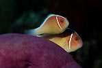 Clownfish